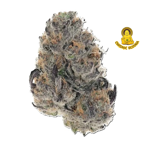 JUNGLE GELATO