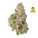 Amsterdam SD X NYSD