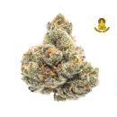 PLATINUM JACK HERRERA