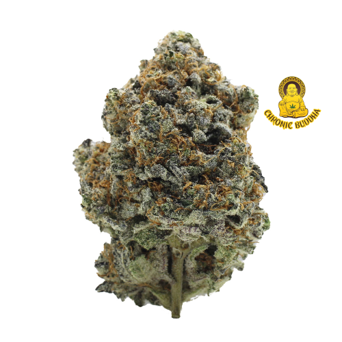 NEW GLUE #5